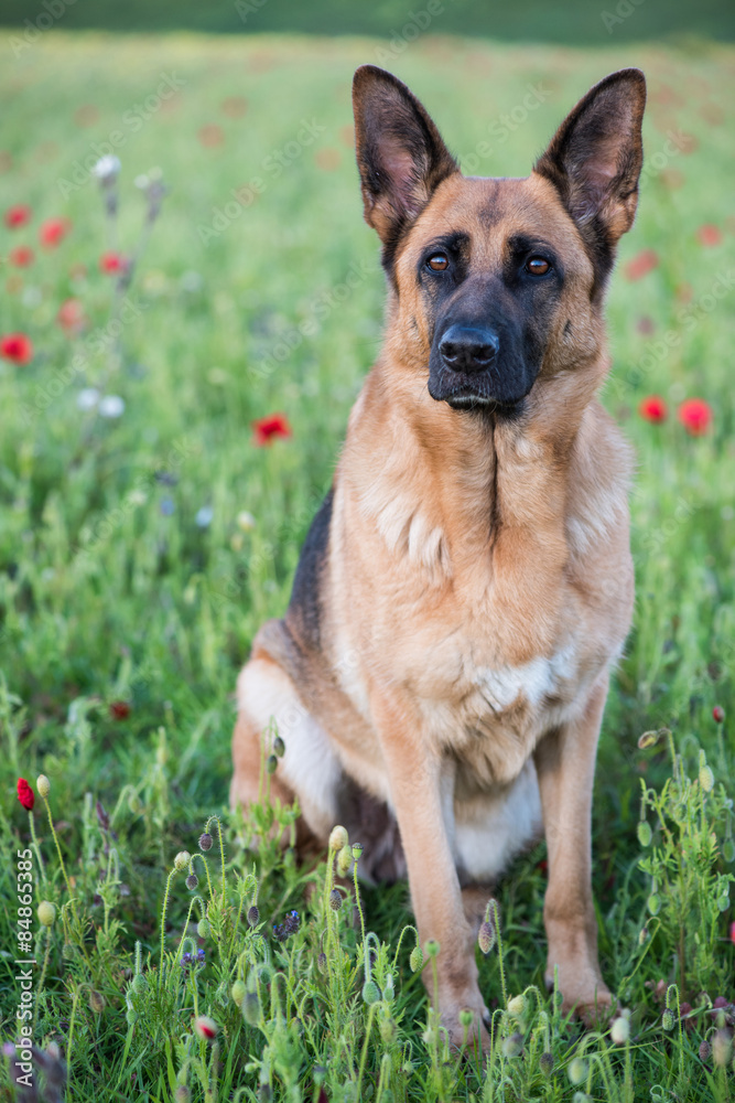 German shepherd dog on summer meadow with flowers