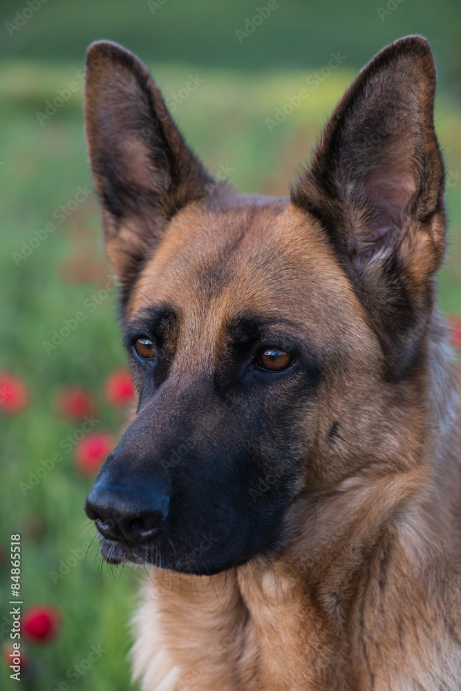 German shepherd dog on summer meadow with flowers German shepherd dog on summer meadow with flowers