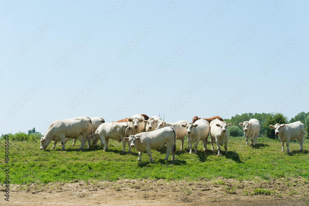 Obraz premium French Charolais cattle cows