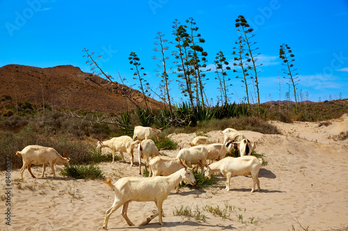Almeria Goats in Cabo de Gata