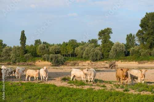 Charolais cows in river landscape