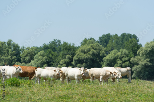 Charolais cows in France © Ivonne Wierink