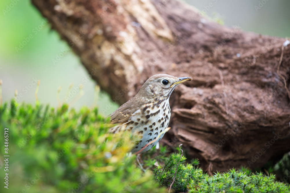 Mistle Thrush in nature Mistle Thrush in nature