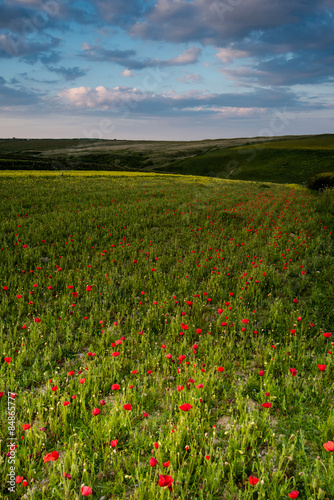 Idyllic landscape of summer wild flowers meadow in West Pentire,