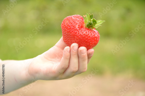 Erdbeere ernte