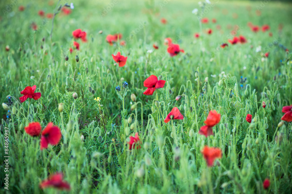 Wild flowers and poppy on summer meadow Wild flowers and poppy on summer meadow