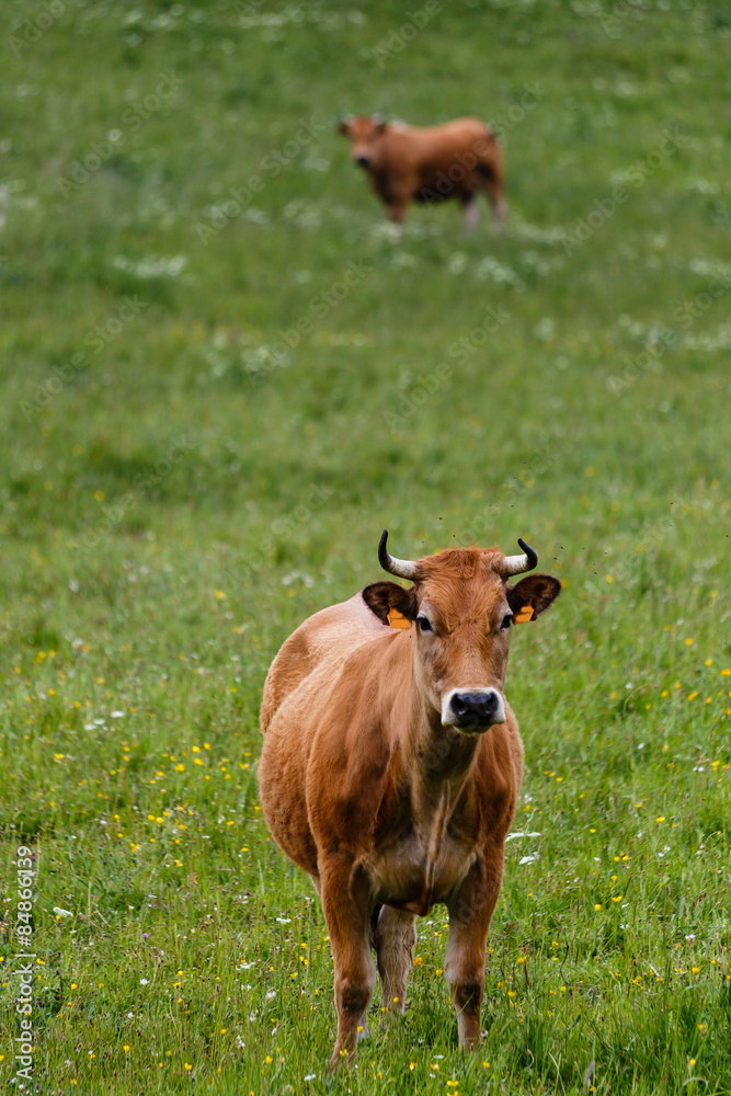 Vacas pastando en los prados del valle de Leitariegos, Asturias, Spain