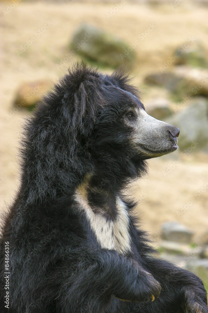 Fototapeta premium Lippenbeer op de uitkijk.