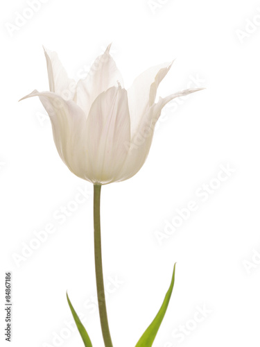 liliales delicate white tulip
