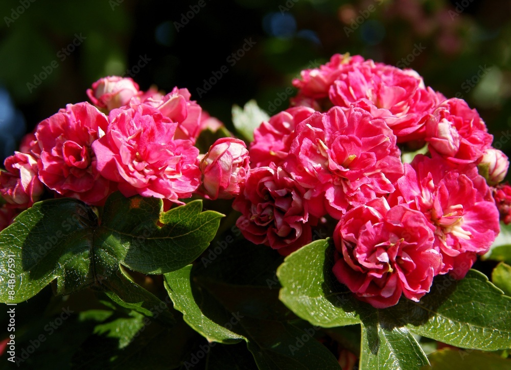 Obraz premium pink flowers of Thicket hawthorn tree at spring