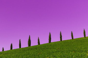 Sierkussen Paars Toscaanse cipressen in paarse gloed  © Heinz Meis