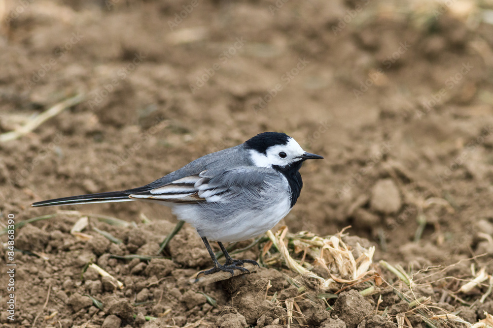 Fototapeta premium white wagtail