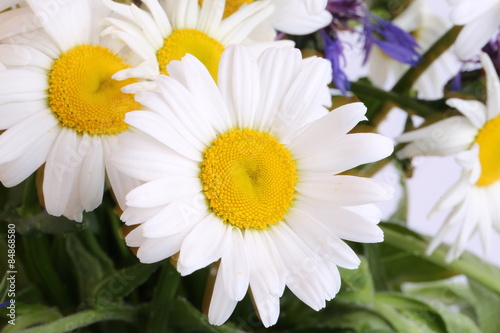 bouquet of daisies on a white background wildflowers selective soft focus