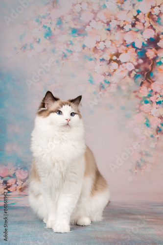 Fototapeta Naklejka Na Ścianę i Meble -  Pretty ragdoll cat at a romantic background with flowers