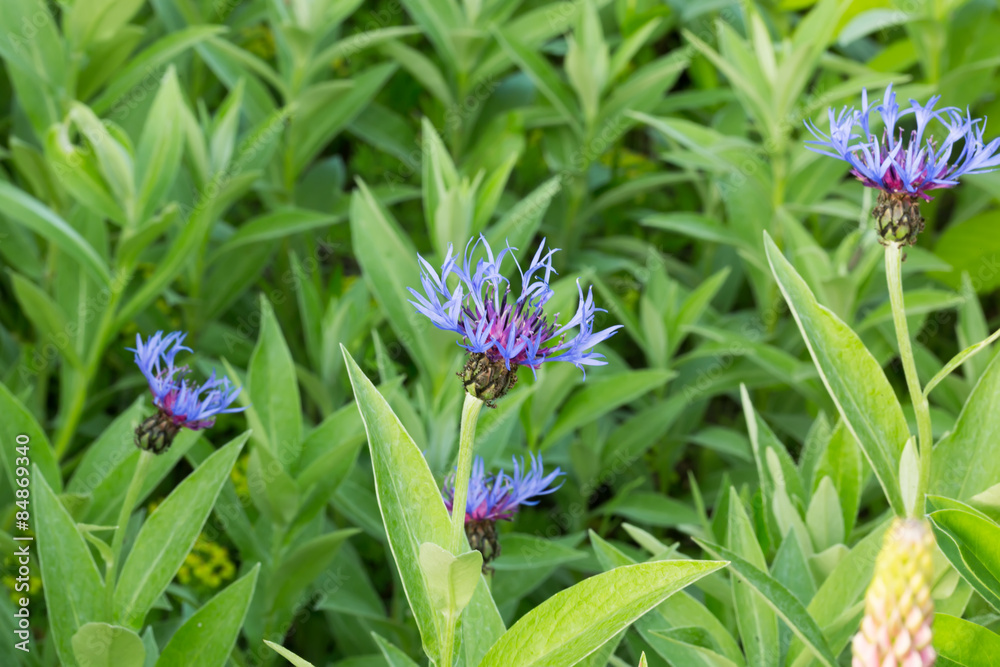cornflowers in an abandoned garden spring summer cornflowers in an abandoned garden spring summer