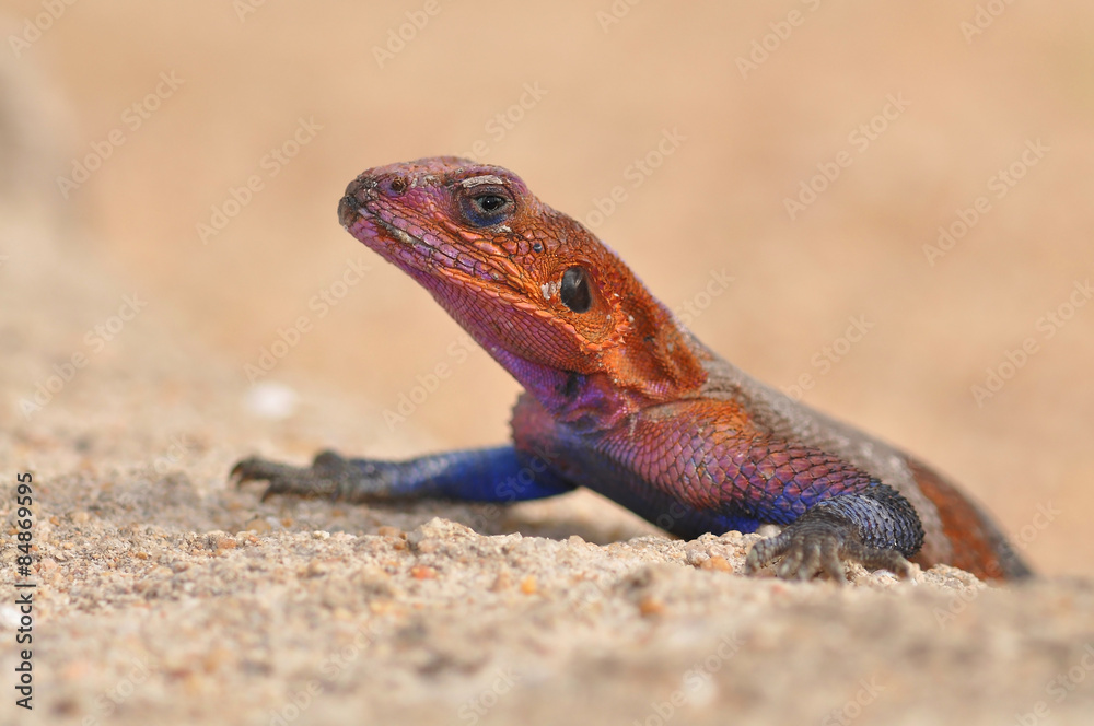 Portait of red-headed rock agama or rainbow lizard Portait of red-headed rock agama or rainbow lizard