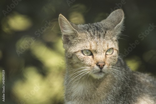 Portrait of a wild cat with forest on the background © Elles Rijsdijk