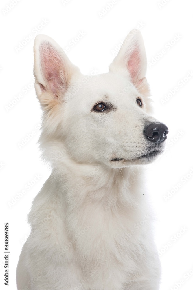 Portrait of a white Swiss shepherd at a white background