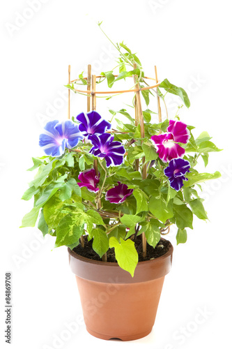 Fototapeta Naklejka Na Ścianę i Meble -  鉢植え朝顔