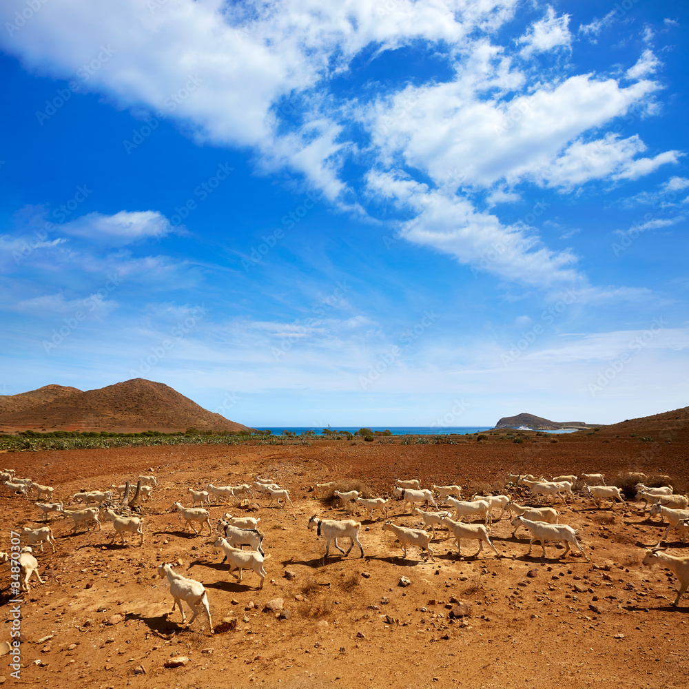 Almeria Cabo de Gata goats in Genoveses beach Almeria Cabo de Gata goats in Genoveses beach