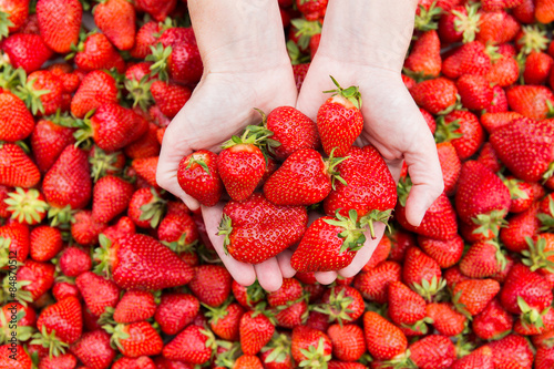 Red ripe fresh strawberries in woman hands on strawberry background.