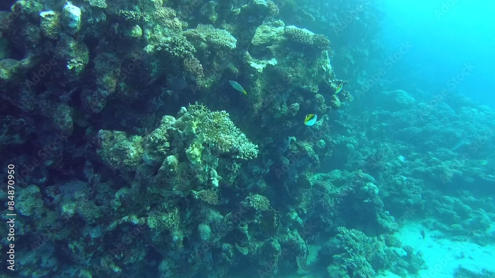 The life of a coral reef, Red sea, Marsa Alam, Abu Dabab, Egypt
The life of a coral reef, Red sea, Marsa Alam, Abu Dabab, Egypt