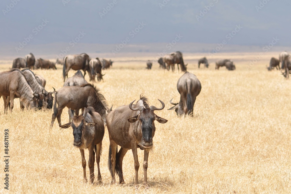 Kudde van Gnu's wildebeesten in de vlakte. Kudde van Gnu's wildebeesten in de vlakte.