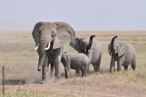 Kudde geirriteerde boze olifanten komt op de camera aflopen photo