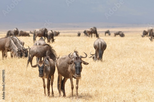 Kudde van Gnu's wildebeesten in de vlakte. photo