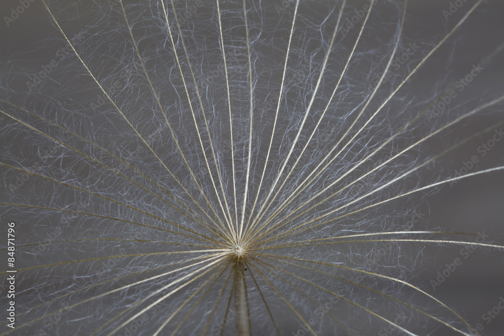 Obraz premium Karahindiba