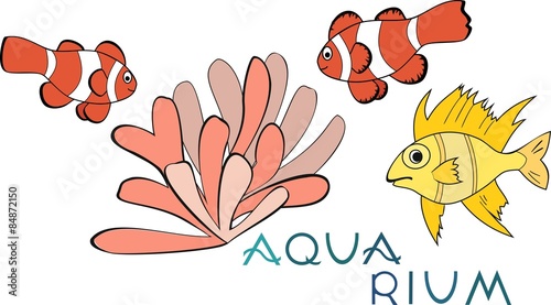 Tropical Fish