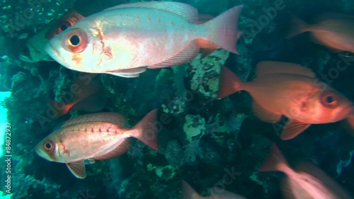  lunar-tailed bigeye (Priacanthus hamrur) Red sea, Marsa Alam 
 photo