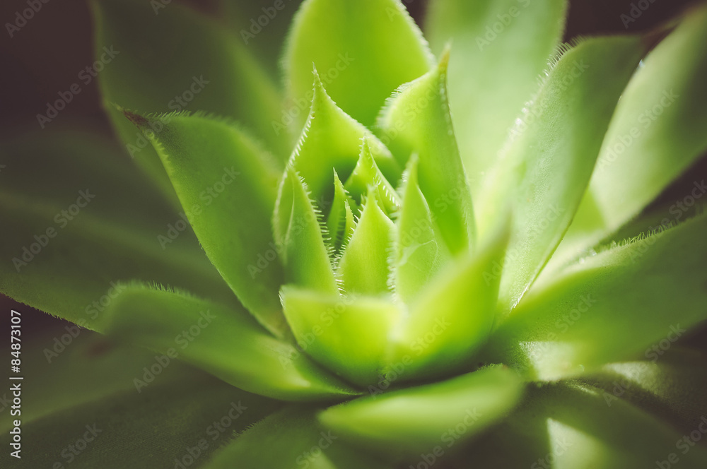 Green plant background Green plant background