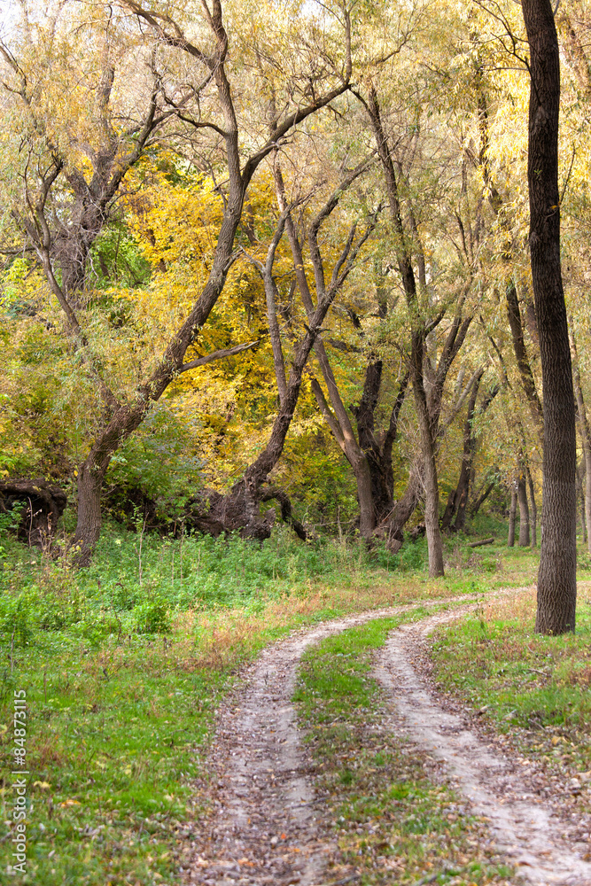 road through forest