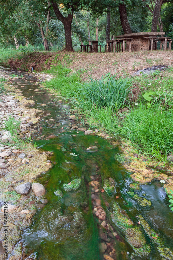 Fototapeta premium green brook with musk 