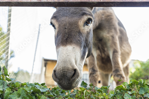 Donkey looking at camera