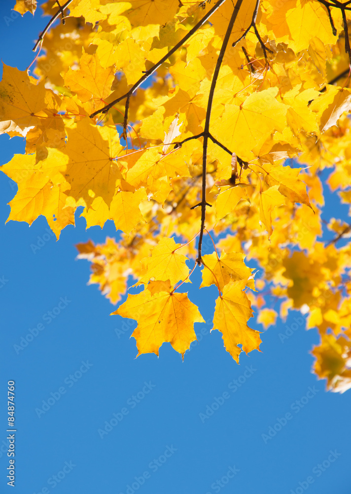 Autumn leaves Autumn leaves