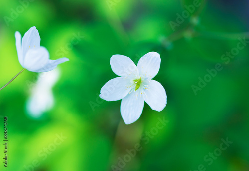 Anemone sylvestris. First spring flowers