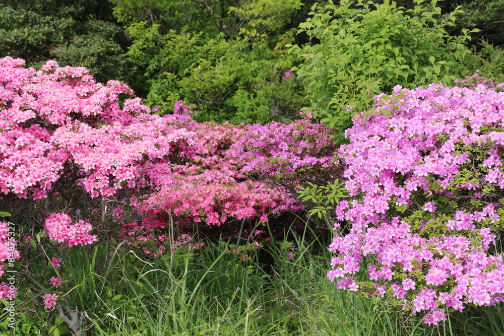 azalea azalea