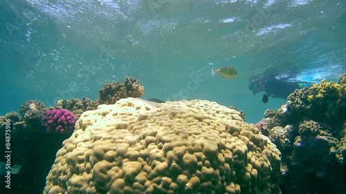 snorkeling over the coral reef, Red sea, Marsa Alam  photo