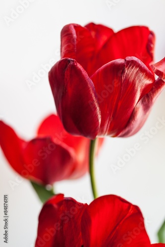 Tulip, tulips, rosalie.