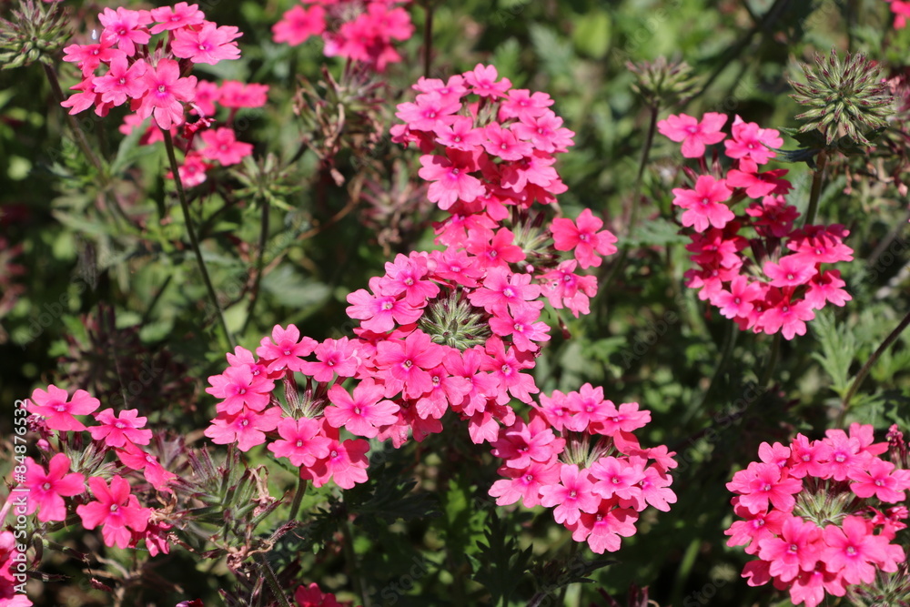 vervain vervain