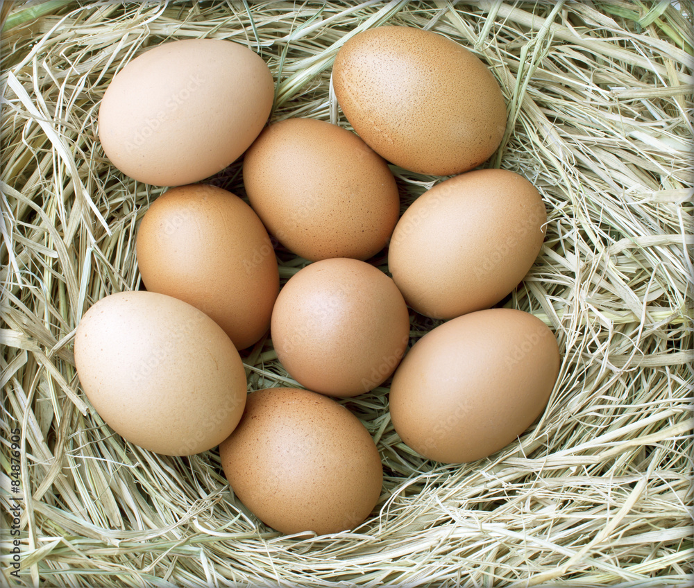chicken eggs chicken eggs