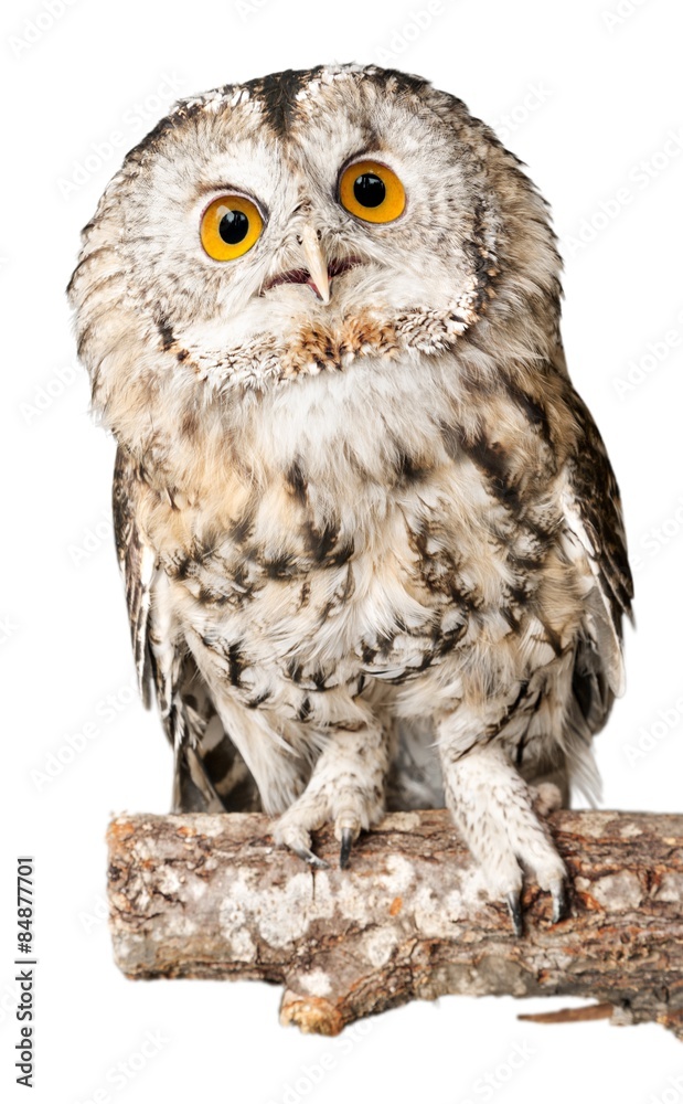 Fototapeta premium Owl, eye, black.