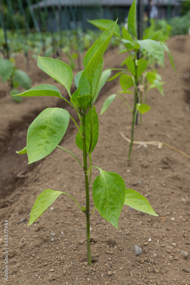 Obraz premium ピーマン畑