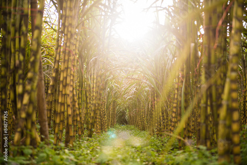 fresh sugarcane in garden photo