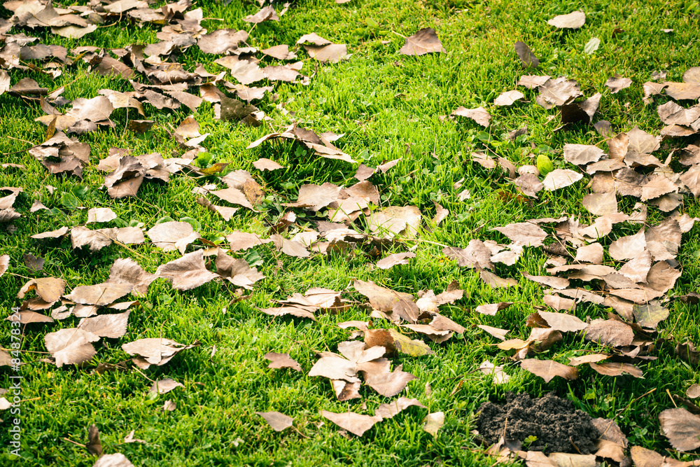 Dried leaves on the grass Dried leaves on the grass
