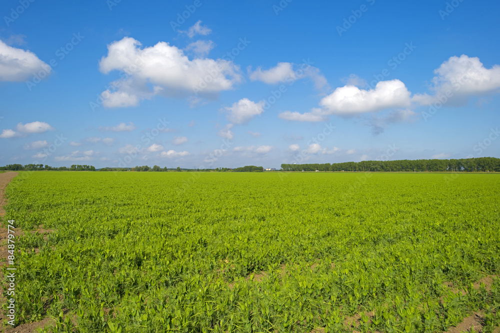 Vegetables growing on a field in spring