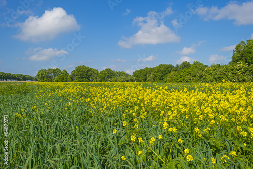 Yellow wild flowers growing on a sunny field in spring