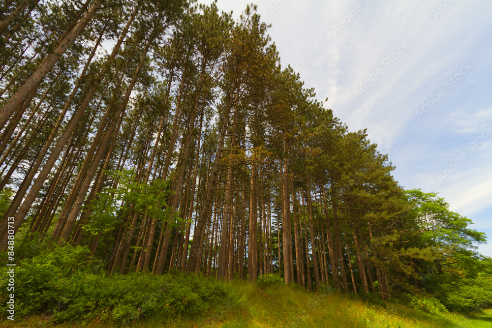 Fototapeta premium Tree landscape.